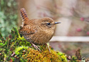 Troglodytes paciﬁcus 